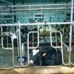 Привязное оборудование TUF-20, Привязь TUF-20, Стойловое оборудование для привязи ОСК-25, Привязь ОСК-25, стойловое оборудование ферм КРС