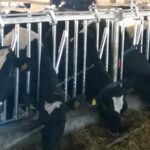 Хэдлоки кормового стола для КРС Хедлоки кормового столу для ВРХ